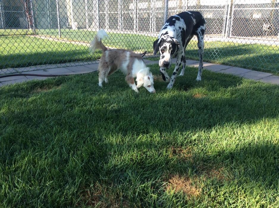Images Willow Creek Kennels