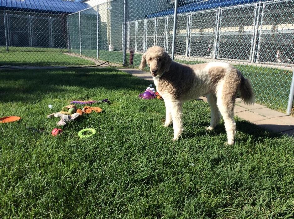 Images Willow Creek Kennels