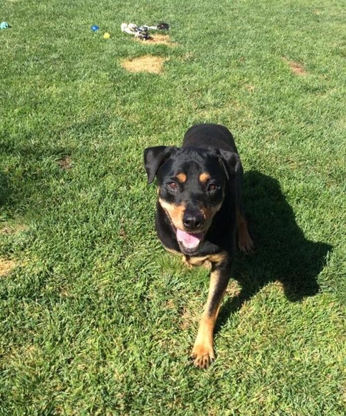 Images Willow Creek Kennels