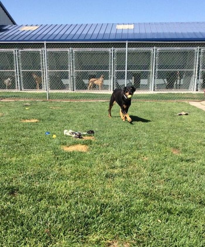Images Willow Creek Kennels
