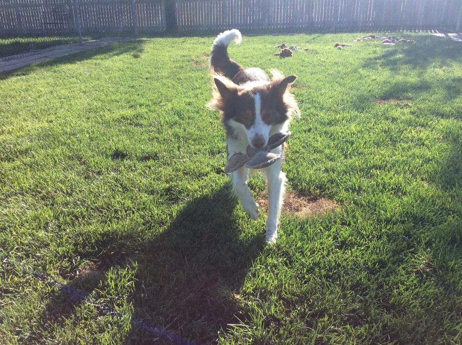 Images Willow Creek Kennels