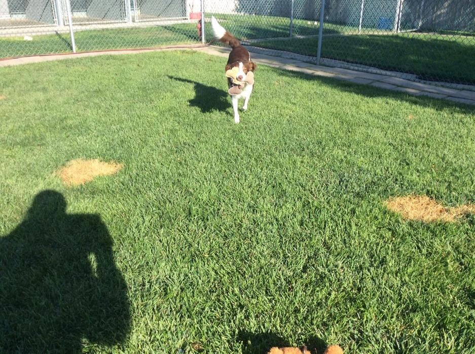 Images Willow Creek Kennels