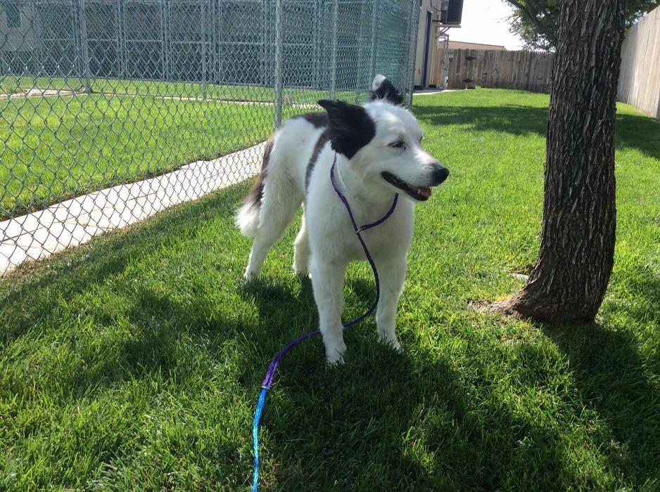 Images Willow Creek Kennels
