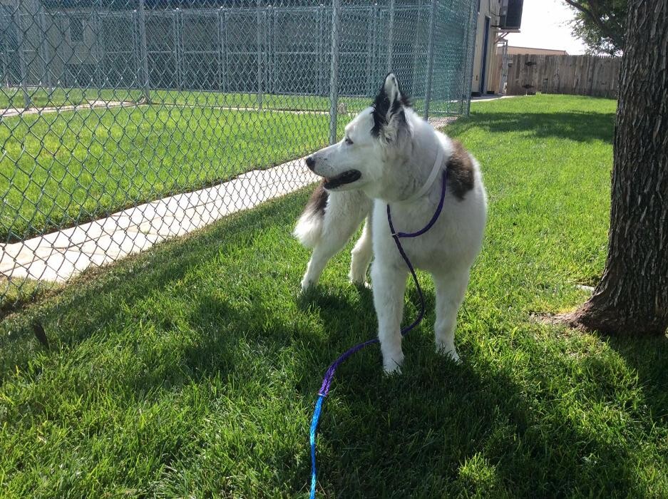Images Willow Creek Kennels