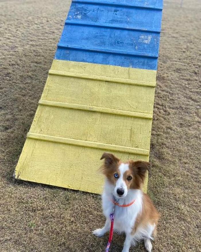 Images Willow Creek Kennels