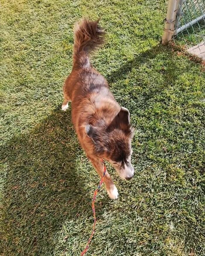 Images Willow Creek Kennels