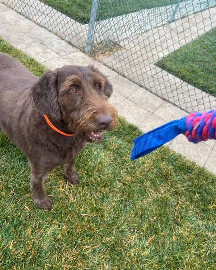Images Willow Creek Kennels