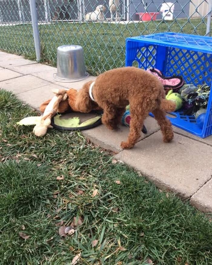 Images Willow Creek Kennels
