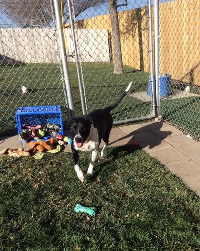 Images Willow Creek Kennels