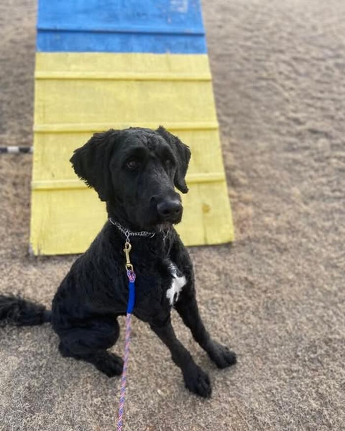 Images Willow Creek Kennels