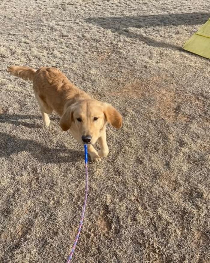 Images Willow Creek Kennels