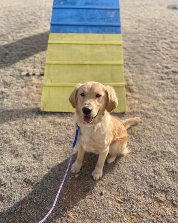 Images Willow Creek Kennels