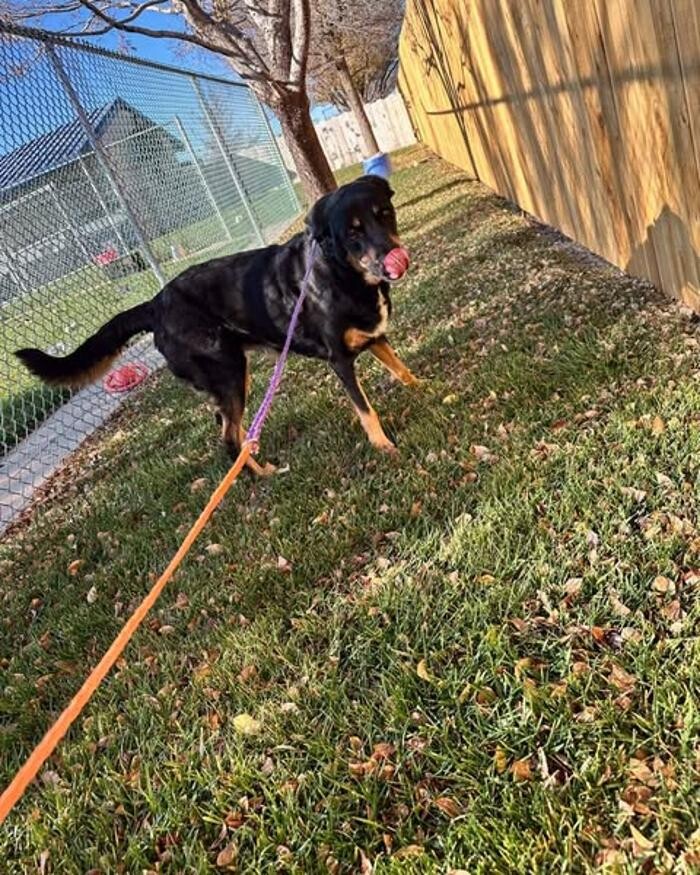Images Willow Creek Kennels