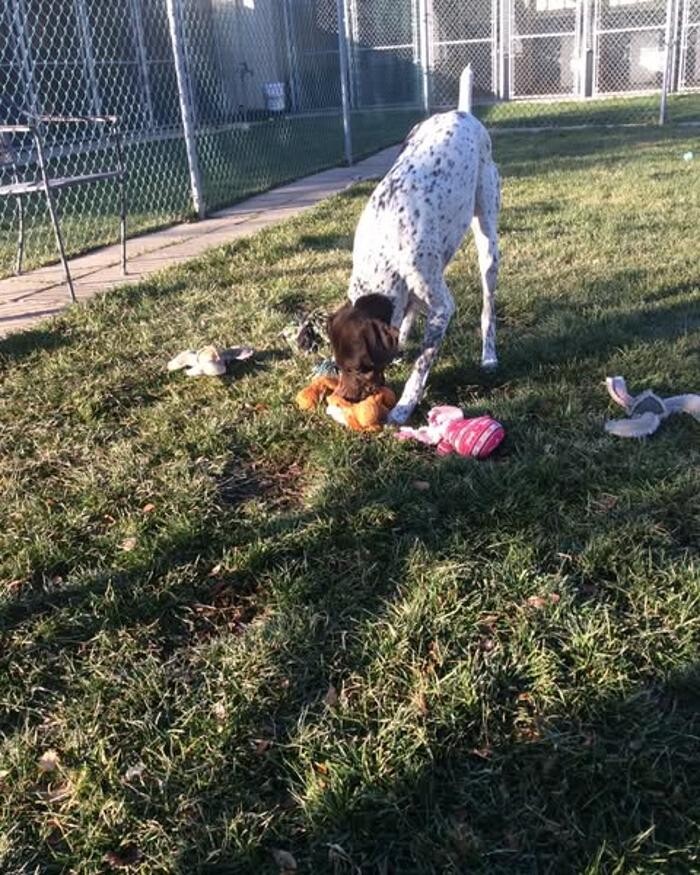 Images Willow Creek Kennels