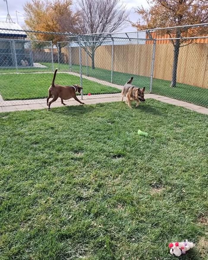 Images Willow Creek Kennels