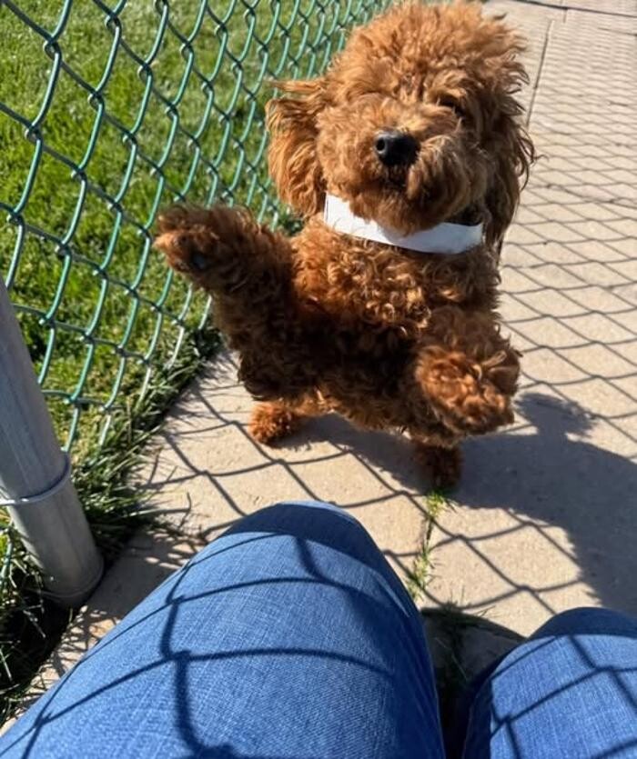 Images Willow Creek Kennels