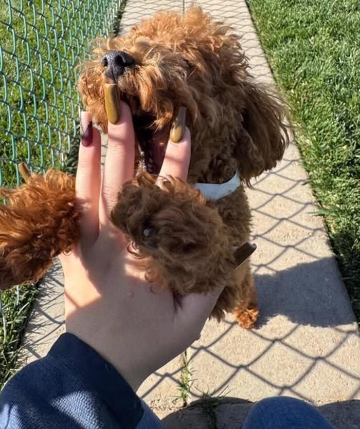 Images Willow Creek Kennels