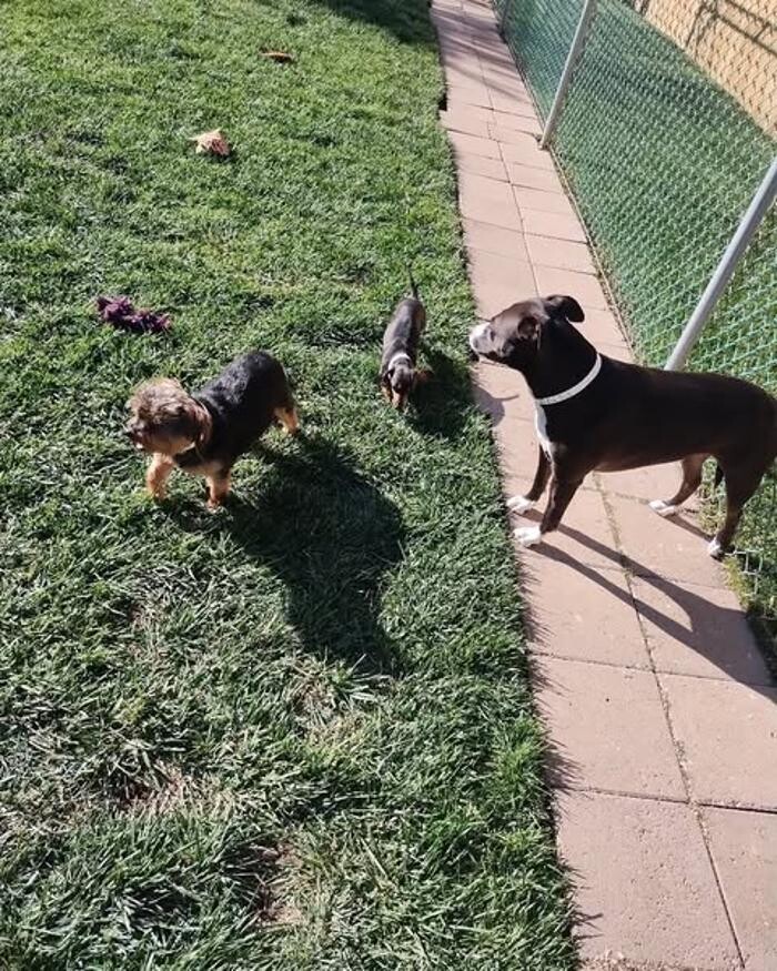 Images Willow Creek Kennels