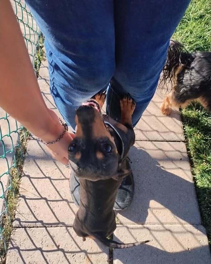 Images Willow Creek Kennels