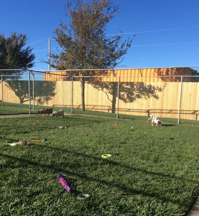 Images Willow Creek Kennels