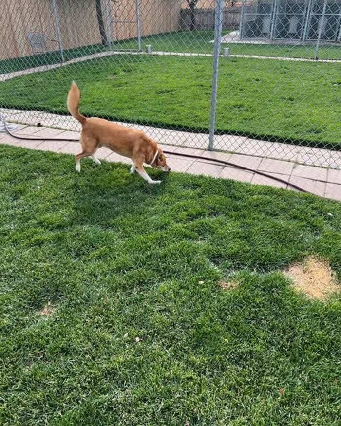 Images Willow Creek Kennels