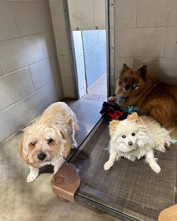 Images Willow Creek Kennels