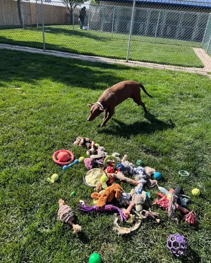 Images Willow Creek Kennels