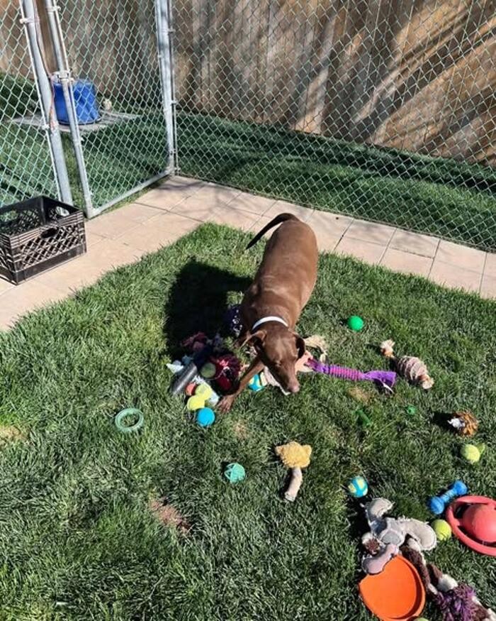 Images Willow Creek Kennels