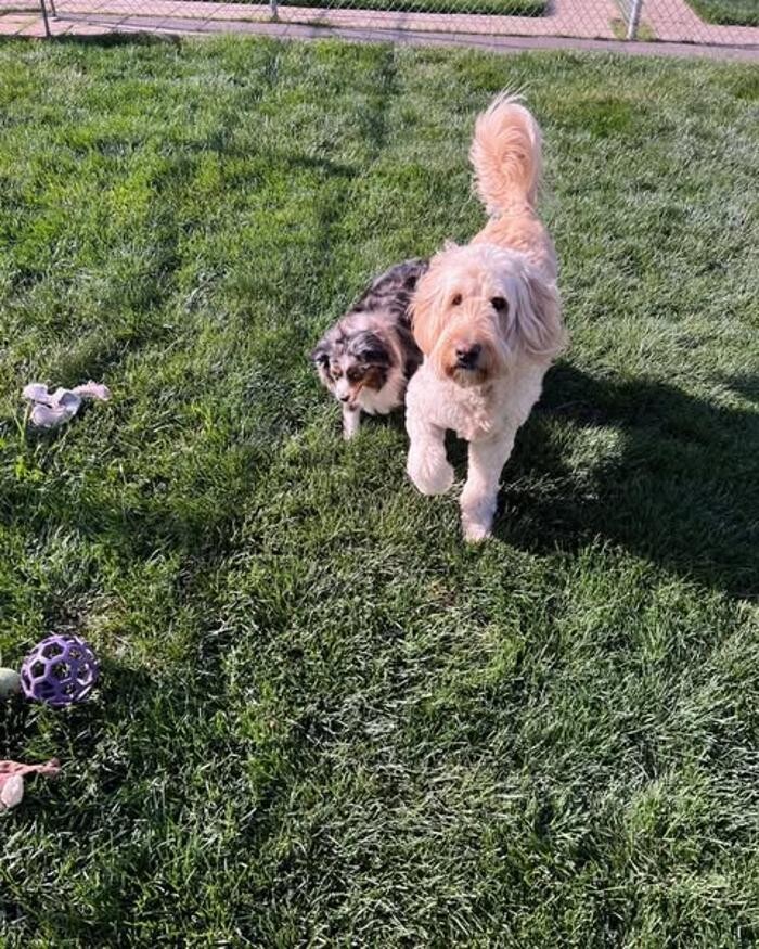 Images Willow Creek Kennels