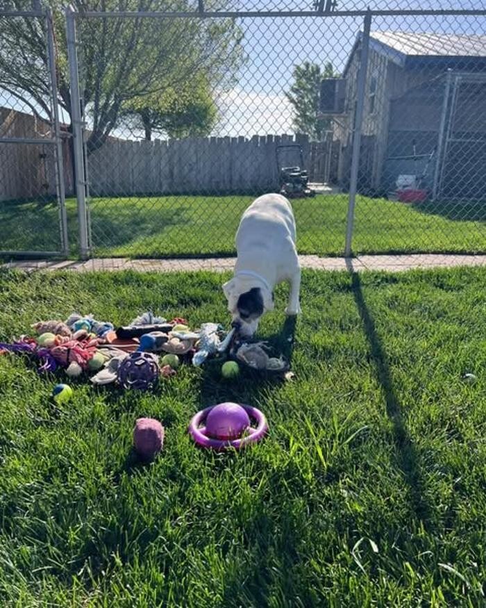Images Willow Creek Kennels