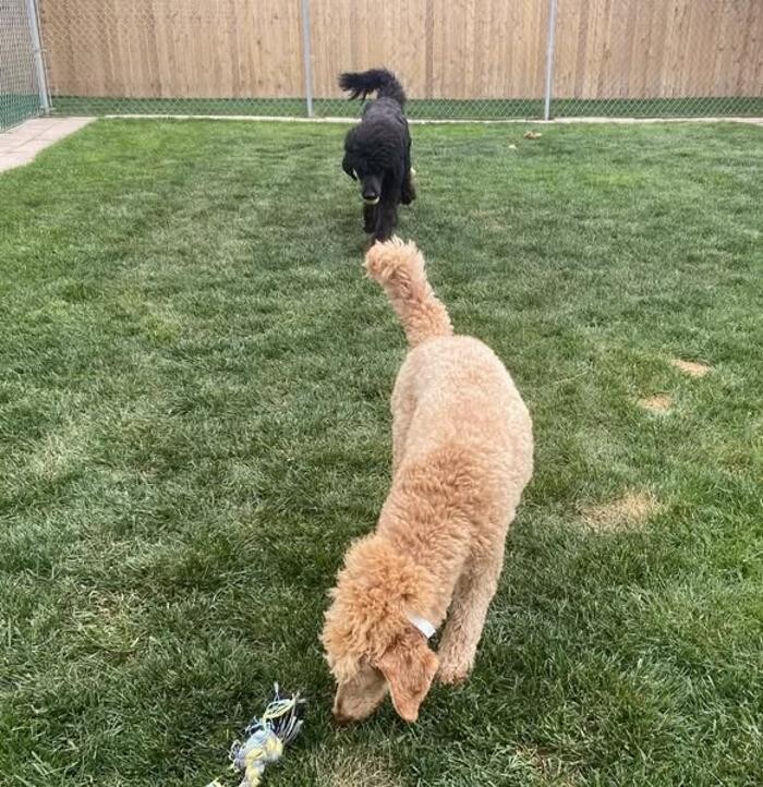 Images Willow Creek Kennels