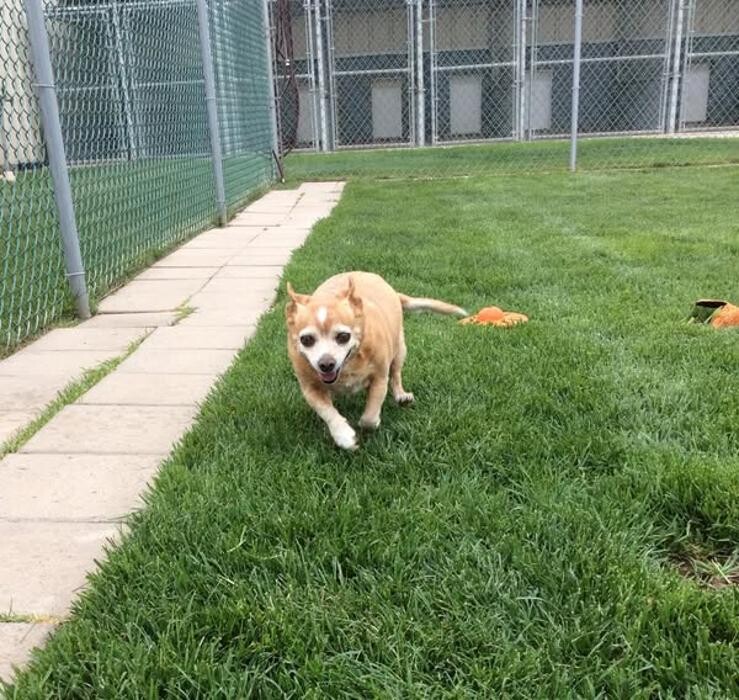 Images Willow Creek Kennels
