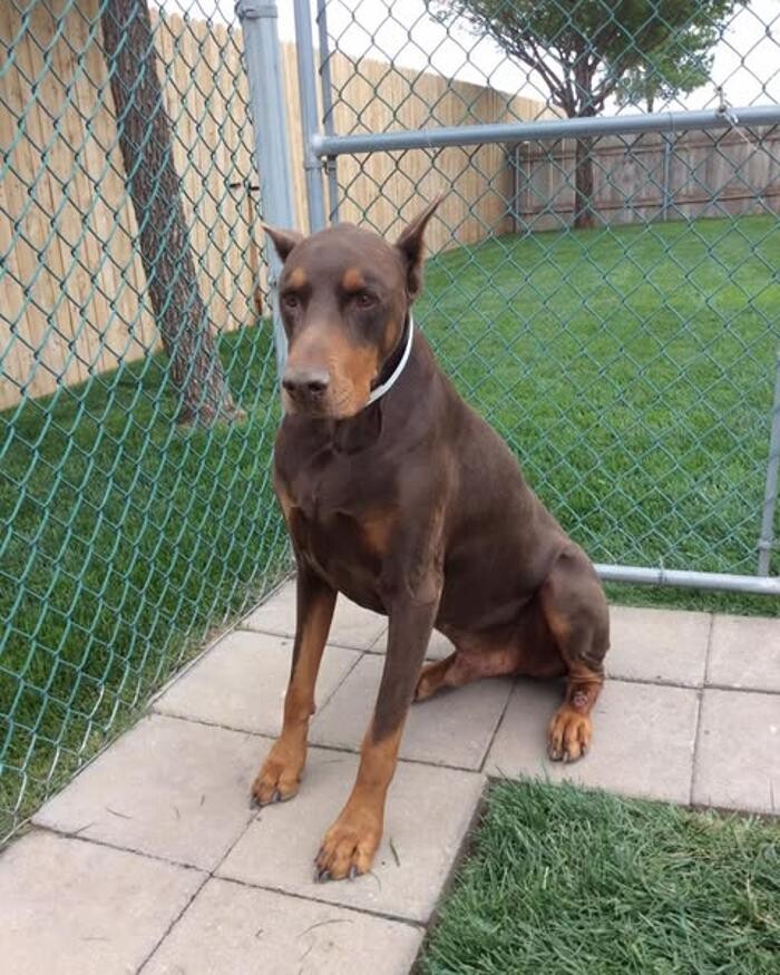 Images Willow Creek Kennels