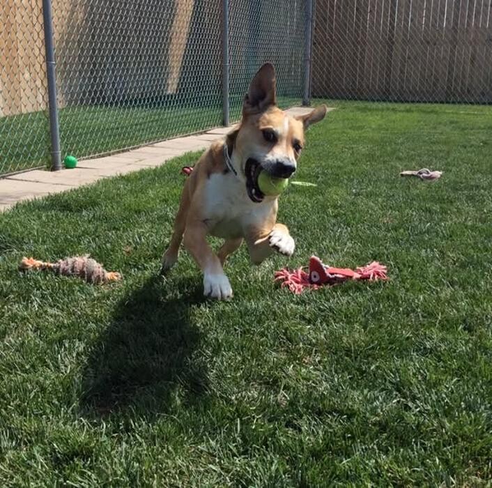 Images Willow Creek Kennels