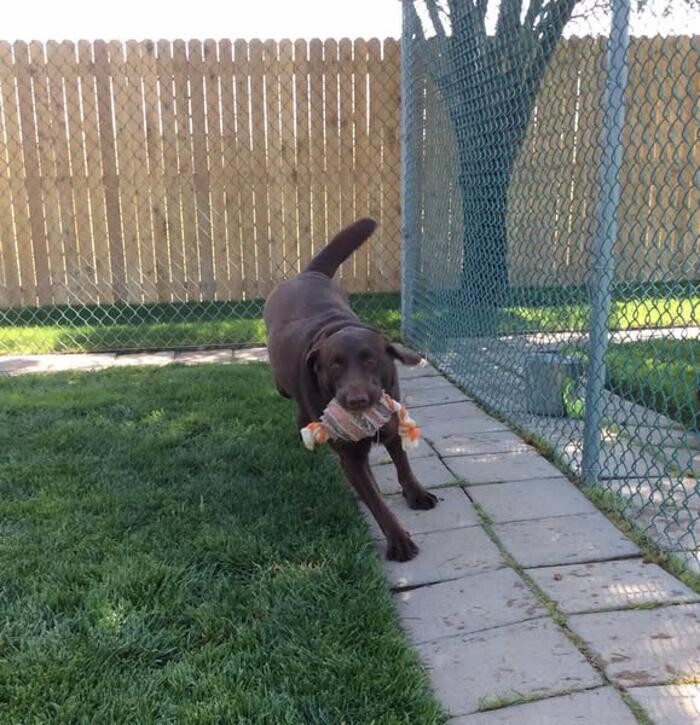 Images Willow Creek Kennels