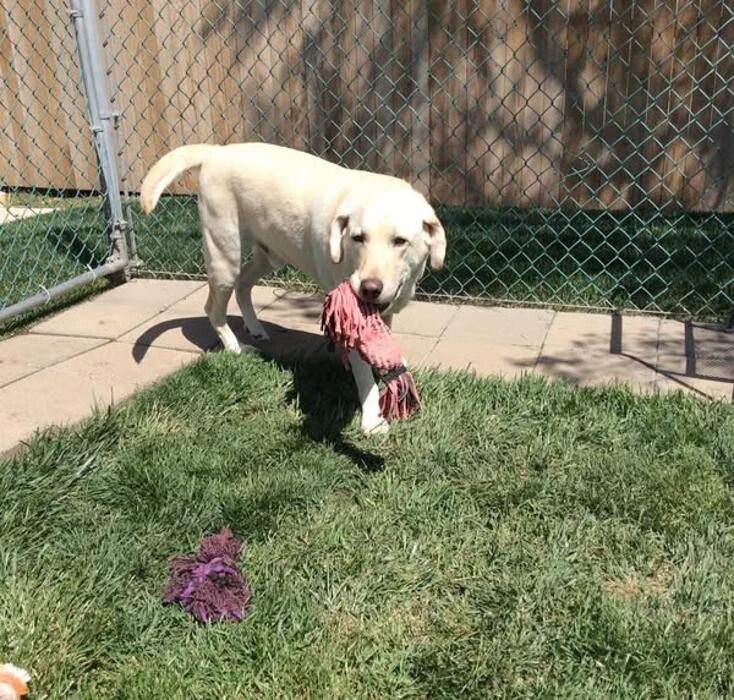 Images Willow Creek Kennels