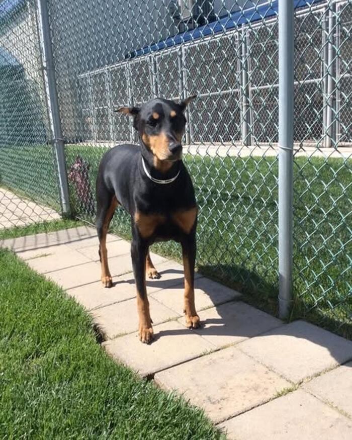 Images Willow Creek Kennels