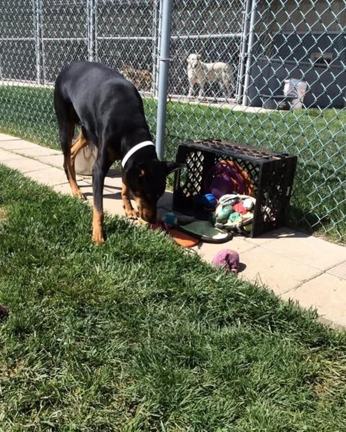 Images Willow Creek Kennels