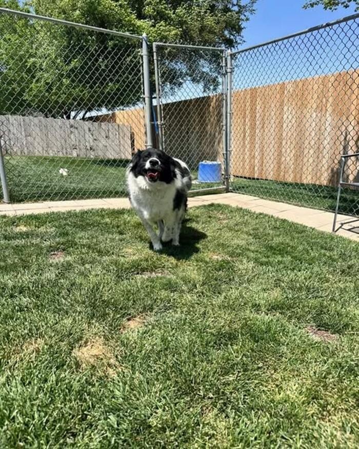 Images Willow Creek Kennels
