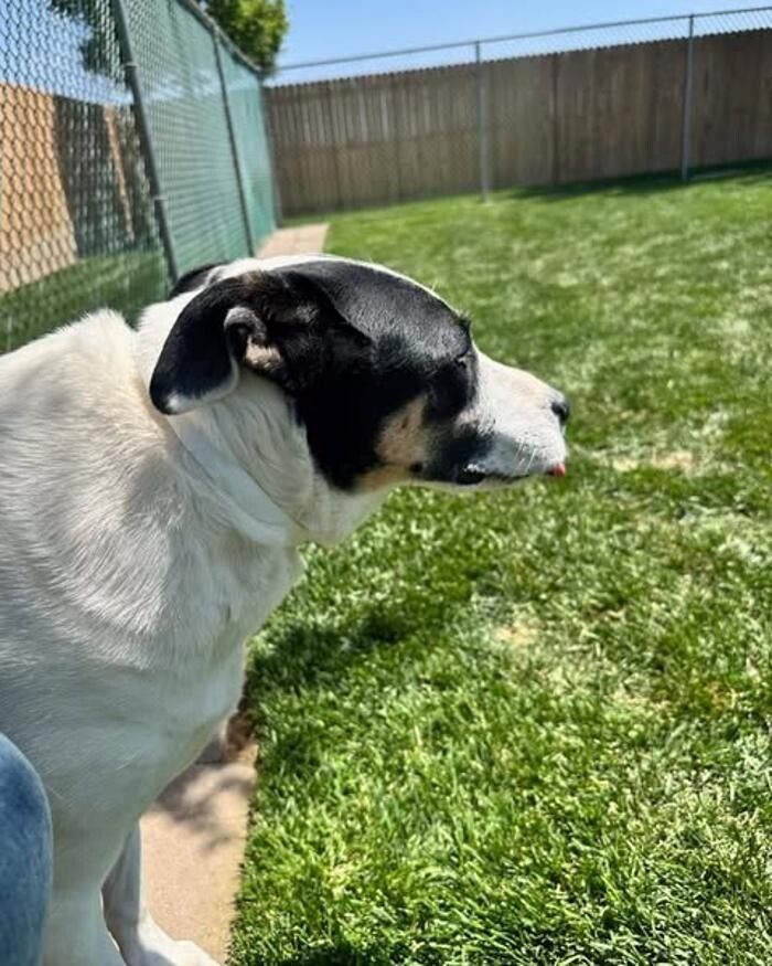 Images Willow Creek Kennels