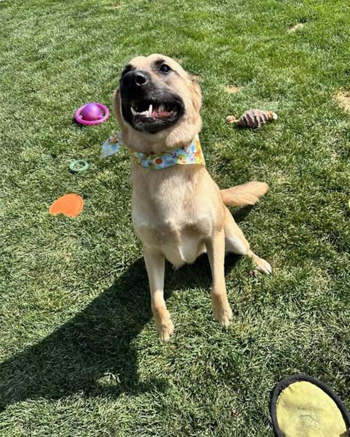 Images Willow Creek Kennels