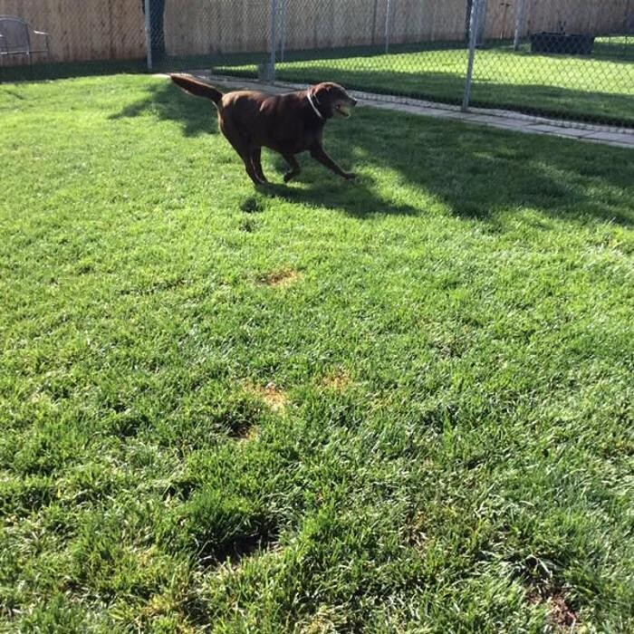 Images Willow Creek Kennels