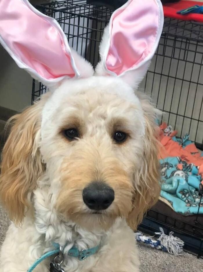 Images Buehler Interiors