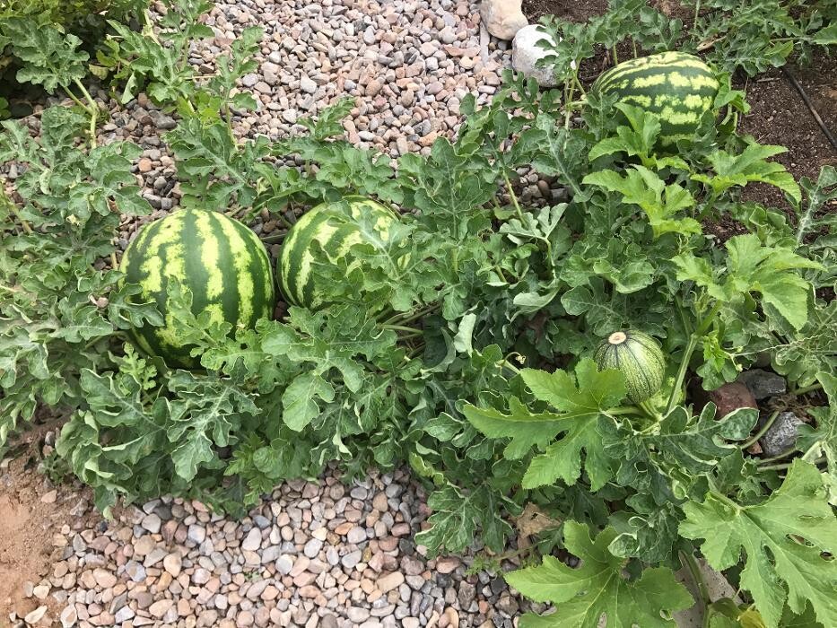 Images Montessori ONE Academy