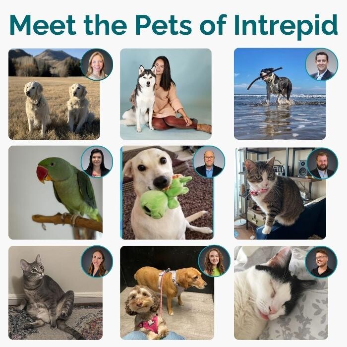 Images Intrepid Digital