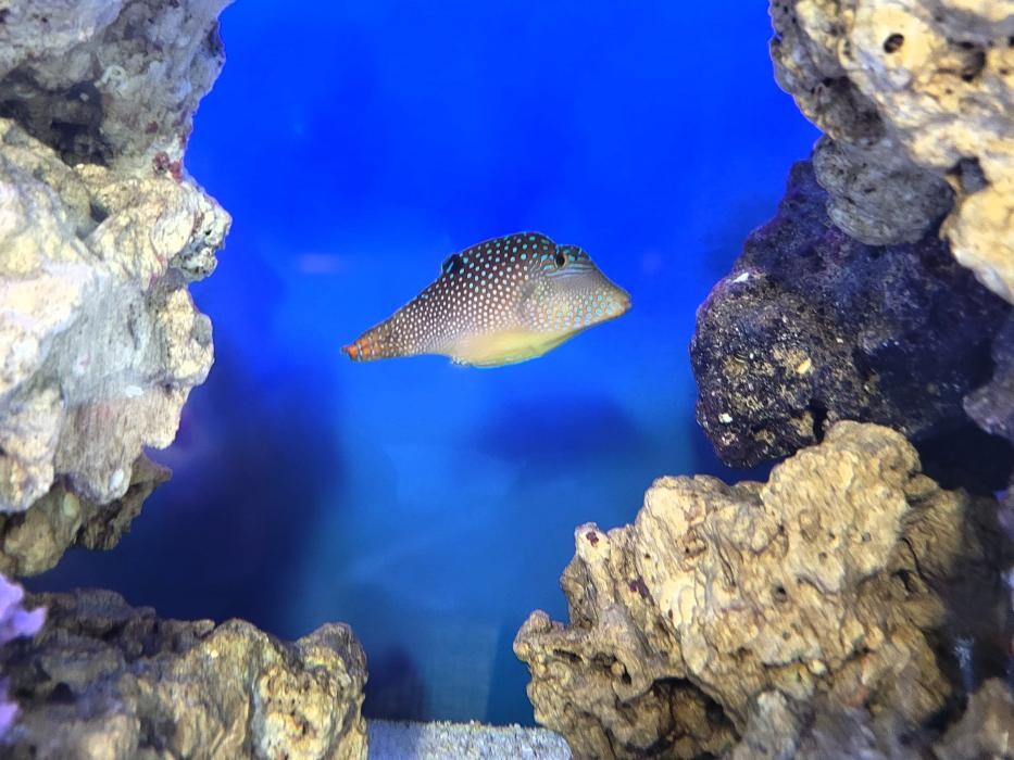 Images Vachon Dental