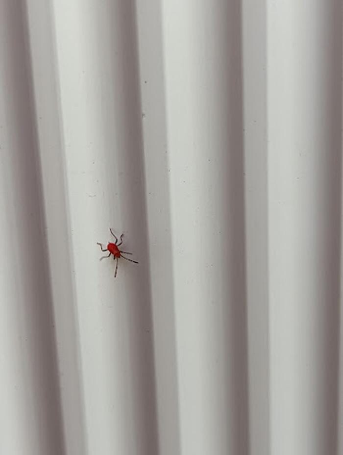 Images EcoGuard Pest Control