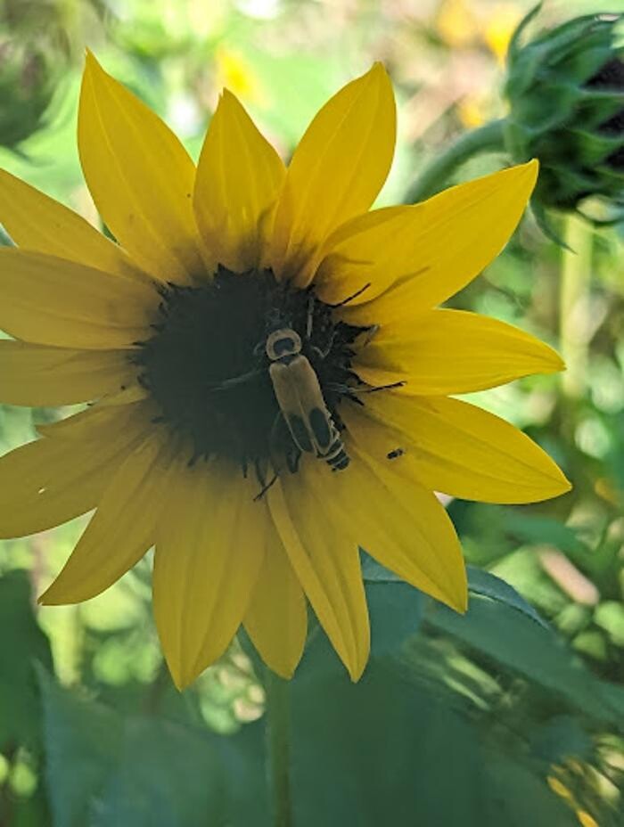 Images EcoGuard Pest Control