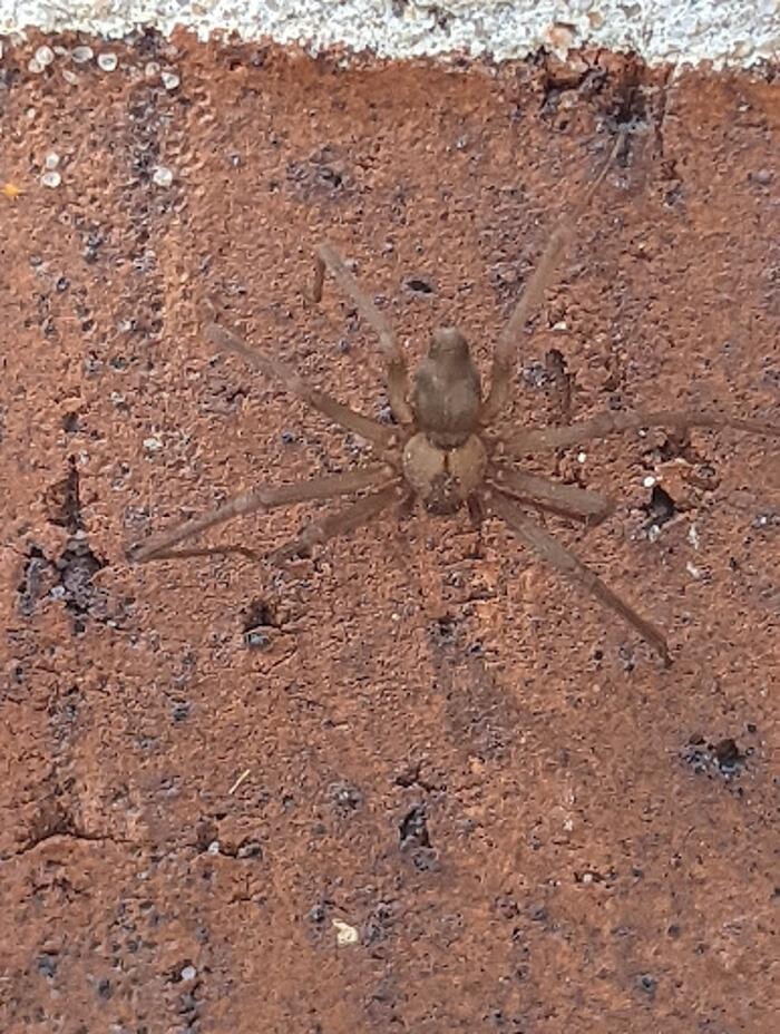 Images EcoGuard Pest Control