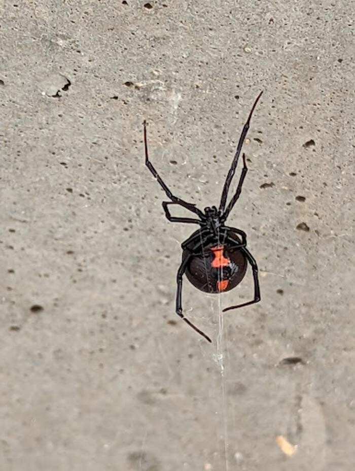 Images EcoGuard Pest Control